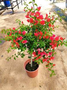 AS Plantation Bougainvillea Plant