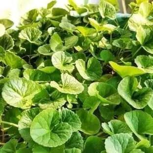 thankuni Thunberjia Plant