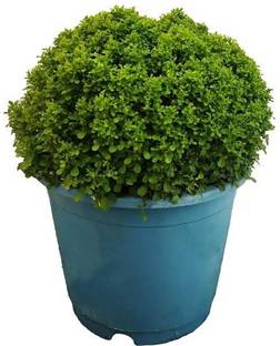 EarthAngel Murraya Paniculata Plant