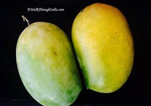 saraswati traders Mango Plant