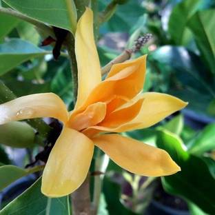 ibains Golden Champa Plant
