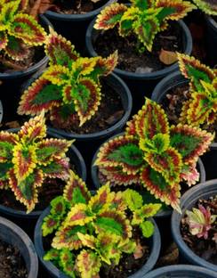 podhey Coleus Plant