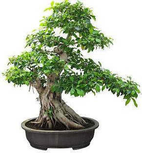 Aquinnah Graden Ficus Bonsai