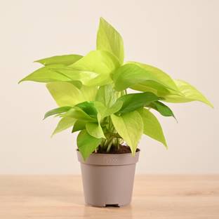 UGAOO Golden Money Plant