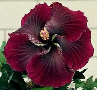 Greenery Nursery Hibiscus Plant