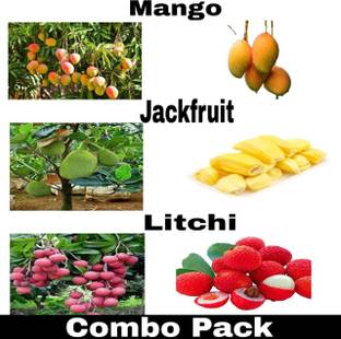 Leafyjoy Mango Plant, Jackfruit Plant, Litchi Plant