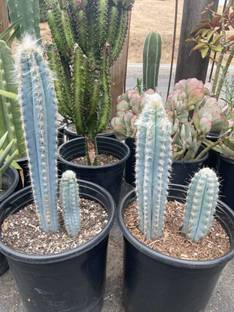 BALA PLANT CEATION Moon Cactus Plant