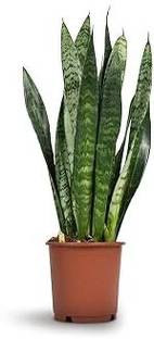 GISLENUS Snake Plant