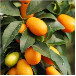 Cloud Farm Sweet Lemon Plant