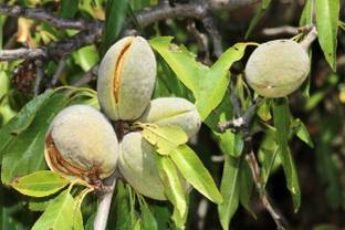 My Dream Nursery Almond Plant