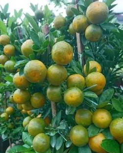 PLANTTOOZS Orange Plant