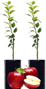 EZtect Apple Plant
