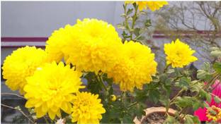 SM PLANT HOUSE Chrysenthemum Plant