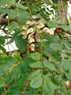 Cloud Farm Red Sandalwood Plant