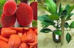 thai lal kathal Jackfruit Plant
