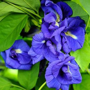 Cloud Farm Aparajita/ Butterfly Pea Plant