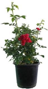 GULAB RAJDHANI NURSERY Rose Plant