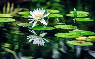 RudraECOM Lily Plant
