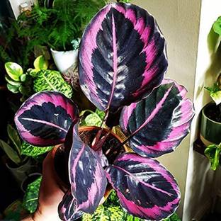 GREEN ISLAND Calathea Plant