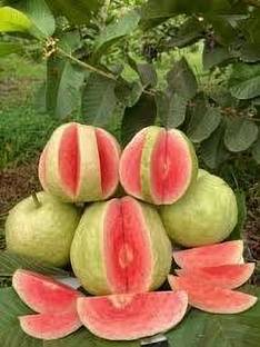 ABEFARIYA Guava Plant
