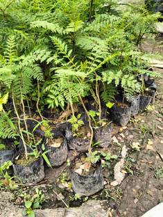 Oxygreenplant Jakaranda