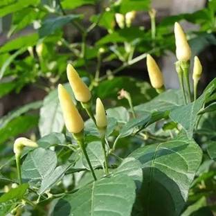 SAYANTIKA NURSERY Chilli Spices Plant