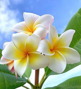 Greenery nursary Plumeria Plant