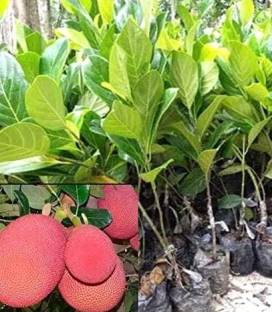 RudraECOM Jack Fruit Plant