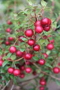 chilean guava Guava Plant