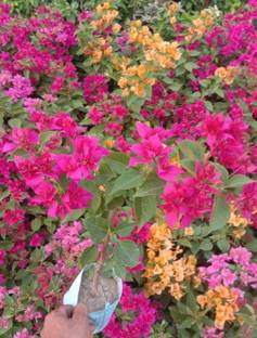 Cloud Farm Bougainvillea Plant