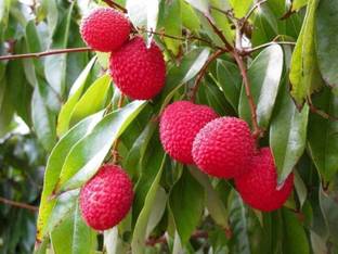 Puspita Nursery Litchi Plant