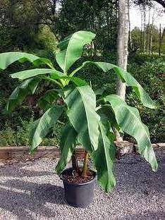 Cloud Farm Banana Plant