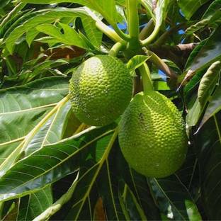 Hug A Plant Breadfruit Plant