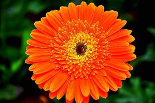 GERBERA Gerbera Plant