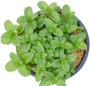 Ayushgreenplant Mint Plant