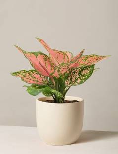Aglonema Aglaonema Plant