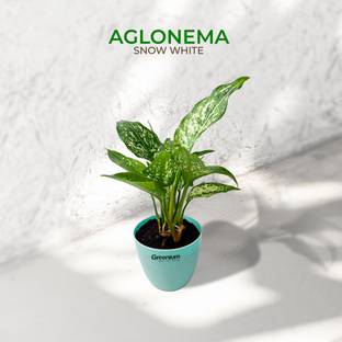 Greenium Aglaonema Plant