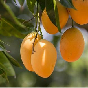alphonso langda chousa mango Mango Plant