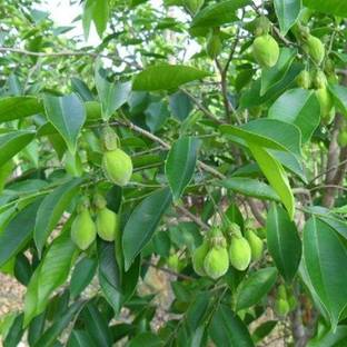 GreenHavenn Agarwood Plant