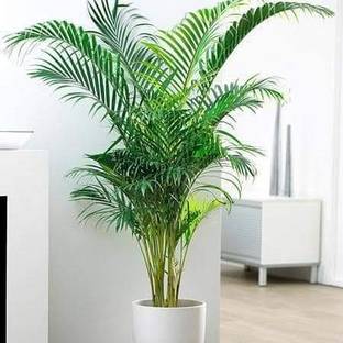 PAM Puplet Plant