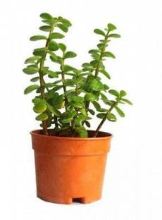 AFARTIOBINA Jade Plant