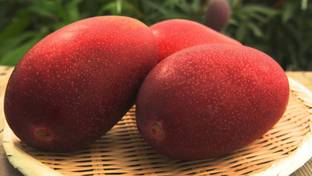 rimardmistu Mango Plant