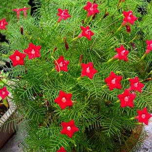 ANUSHKA GREEN BLISS Star Flower Plant