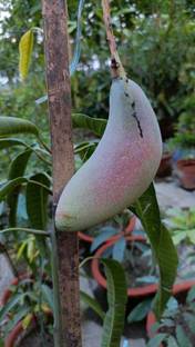 MITRA GROUP Mango Plant