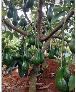 Cloud Farm Avocado Plant