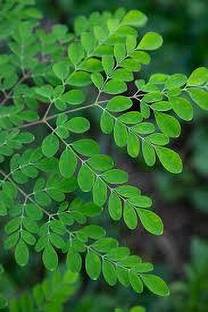 GLOBQRO Drumstick Tree Plant