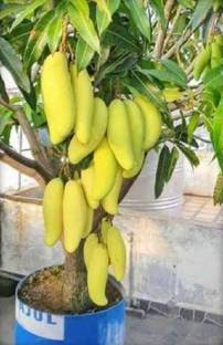 Heaven Of Saplings Mango Plant