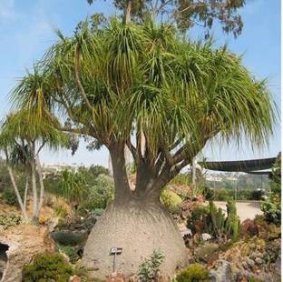 NRDhub Ponytail Palm Plant