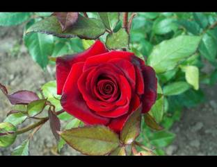 HYBRID Rose Plant