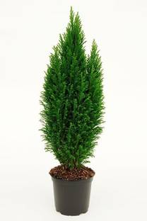 Thuja Occidentalis Thuja Plant